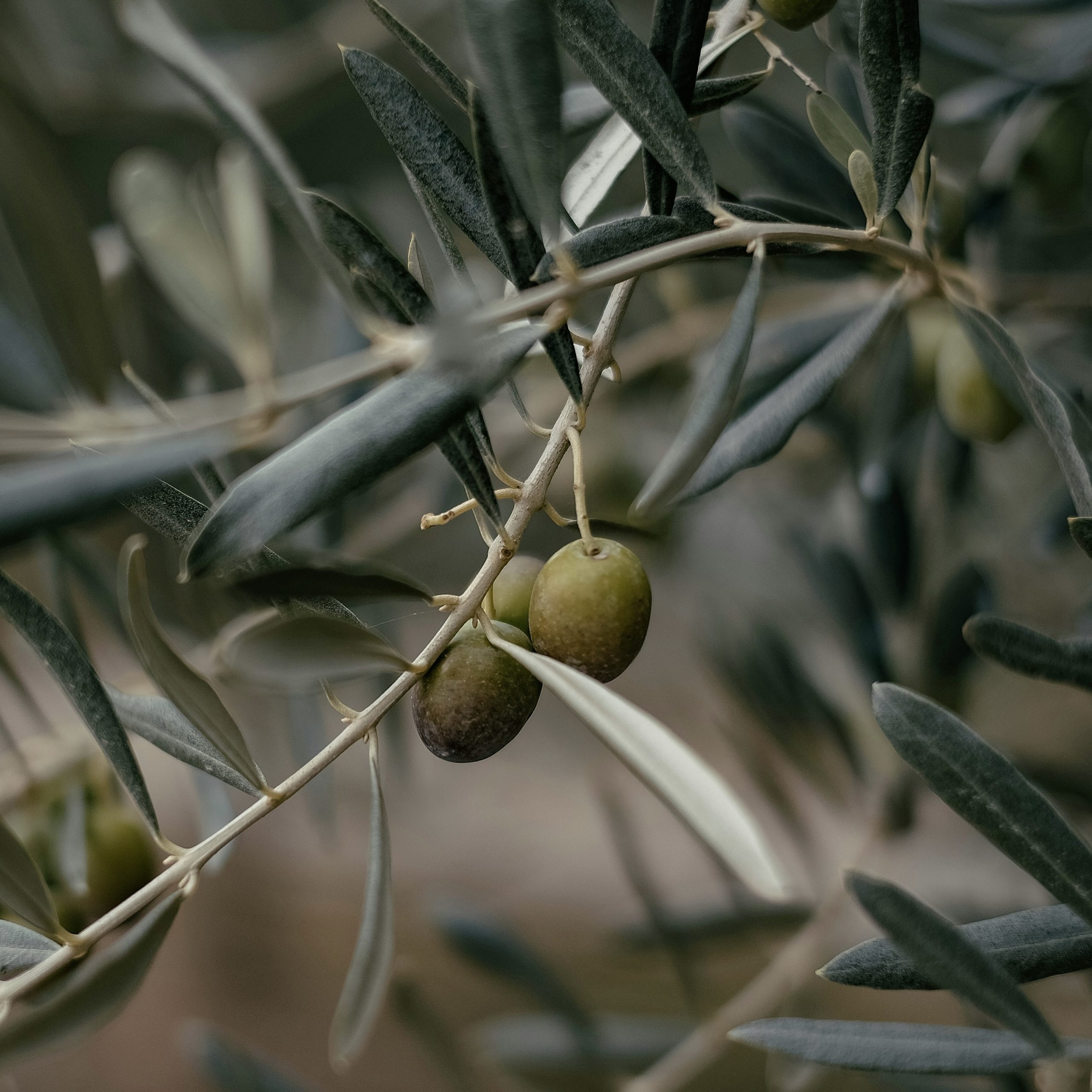 Reifende Oliven an einem Zweig